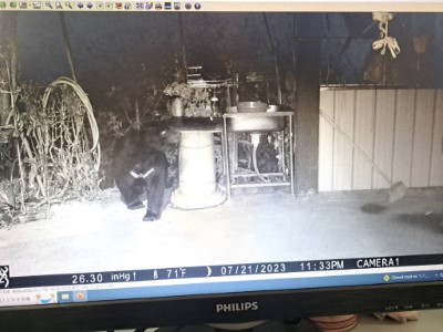 紅外線相機紀錄到黑熊照片1